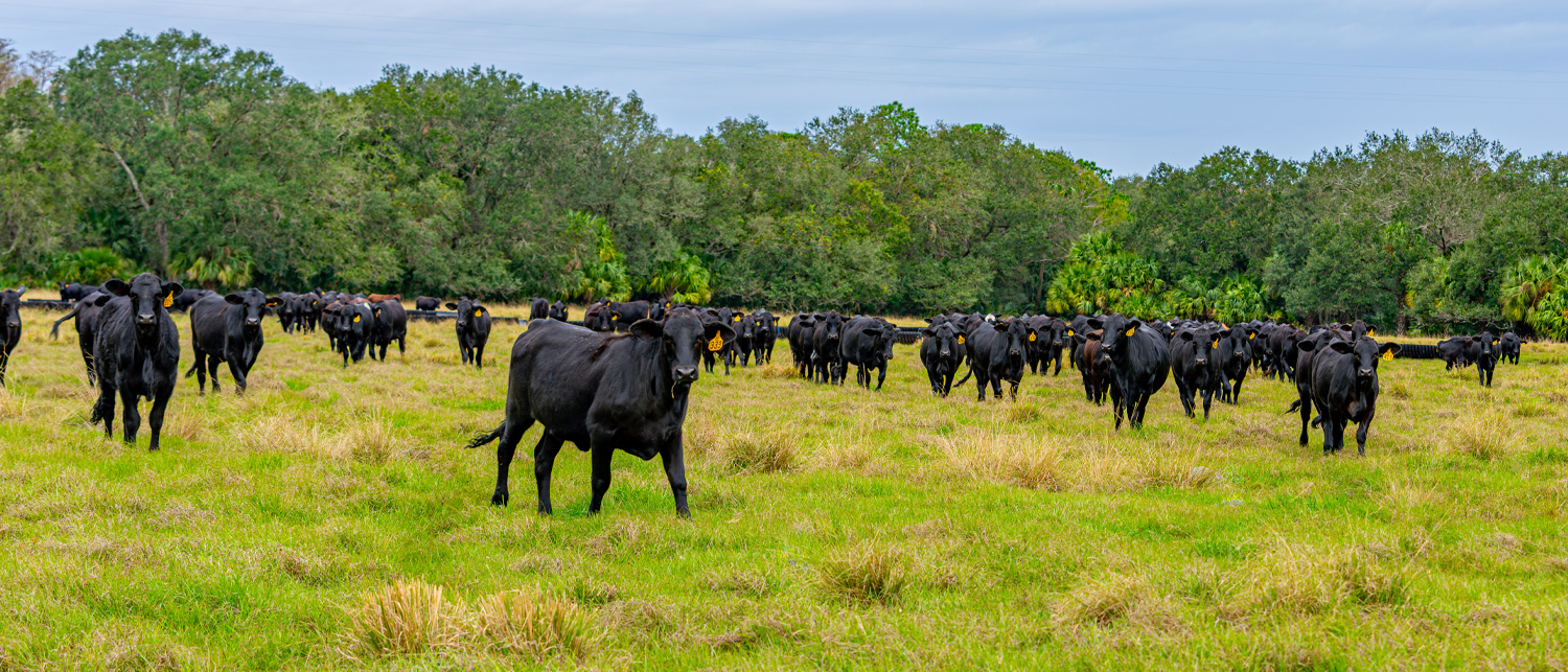 Our Grass Fed Beef Florida Beef Incorporated